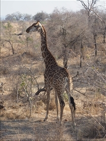 Kruger NP